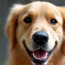 Smiling groomed Golden Retriever, Max